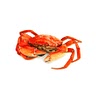 2 soft shell crabs