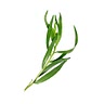 small bunch of tarragon , finely chopped