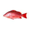 Red Snapper fish