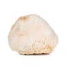 1-2 heads lion's mane mushroom.